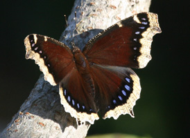 Mourning Cloak Mourning Cloak